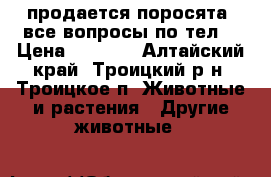 продается поросята  все вопросы по тел  › Цена ­ 3 000 - Алтайский край, Троицкий р-н, Троицкое п. Животные и растения » Другие животные   